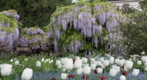 Tulpen und Glyzinien im Hermannshof