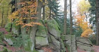 Felsen im Wald