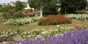 Blumenbeete in der Rosenanlage