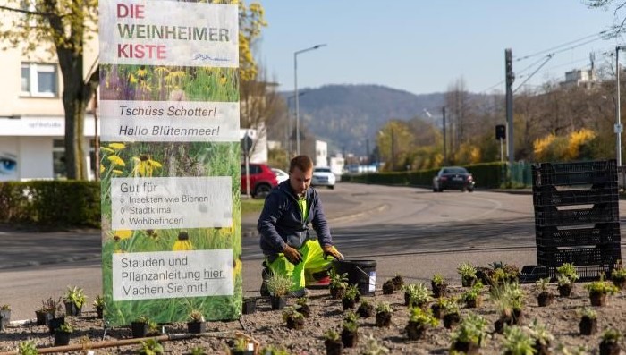 Anlegen einer Blumenwiese