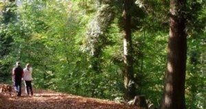 Spaziergänger im Exotenwald