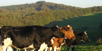 Kühe vor den bewaldeten Hügeln des Odenwalds