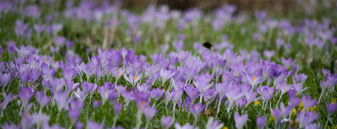 Frühling 